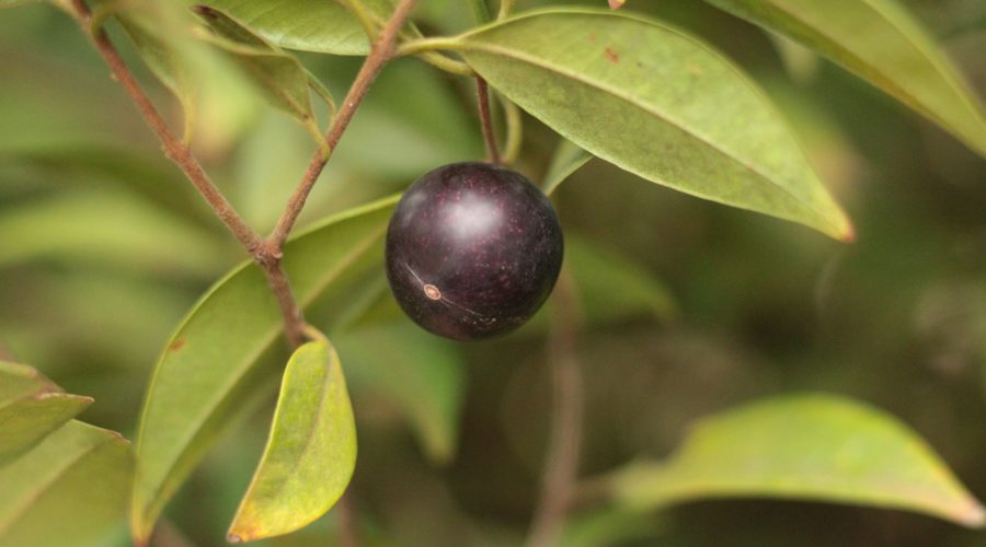 Pesquisadores da UFCA e URCA integram estudo que revela potencial antibacteriano de planta da Chapada do Araripe