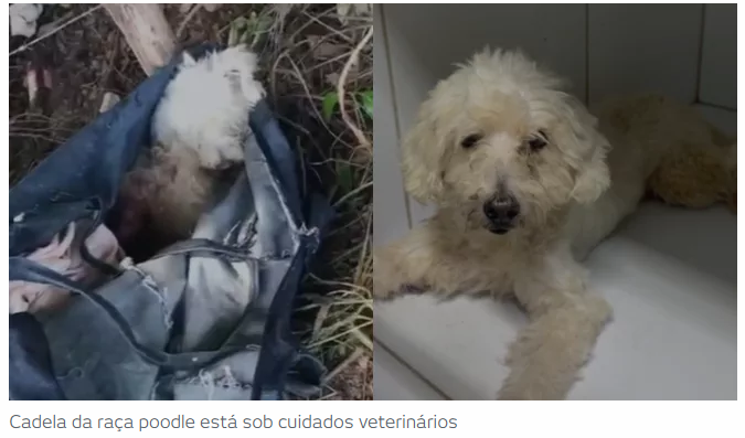 BPMA resgata no Crato cadela amarrada e abandonada em sacola por uma motorista de Hilux