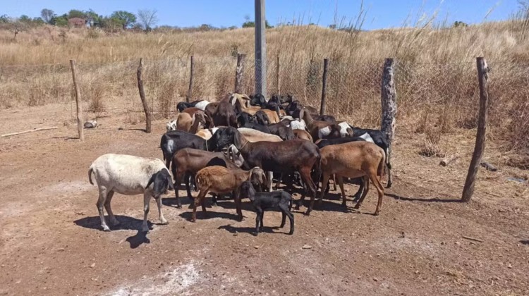 20 ovinos morrem após aplicação de vacina em Lavras da Mangabeira