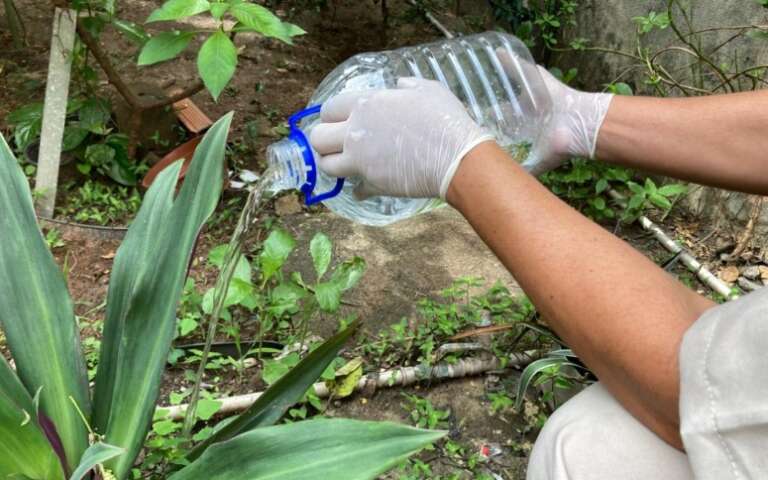 Ceará apresenta redução de casos de dengue, zika e chikungunya