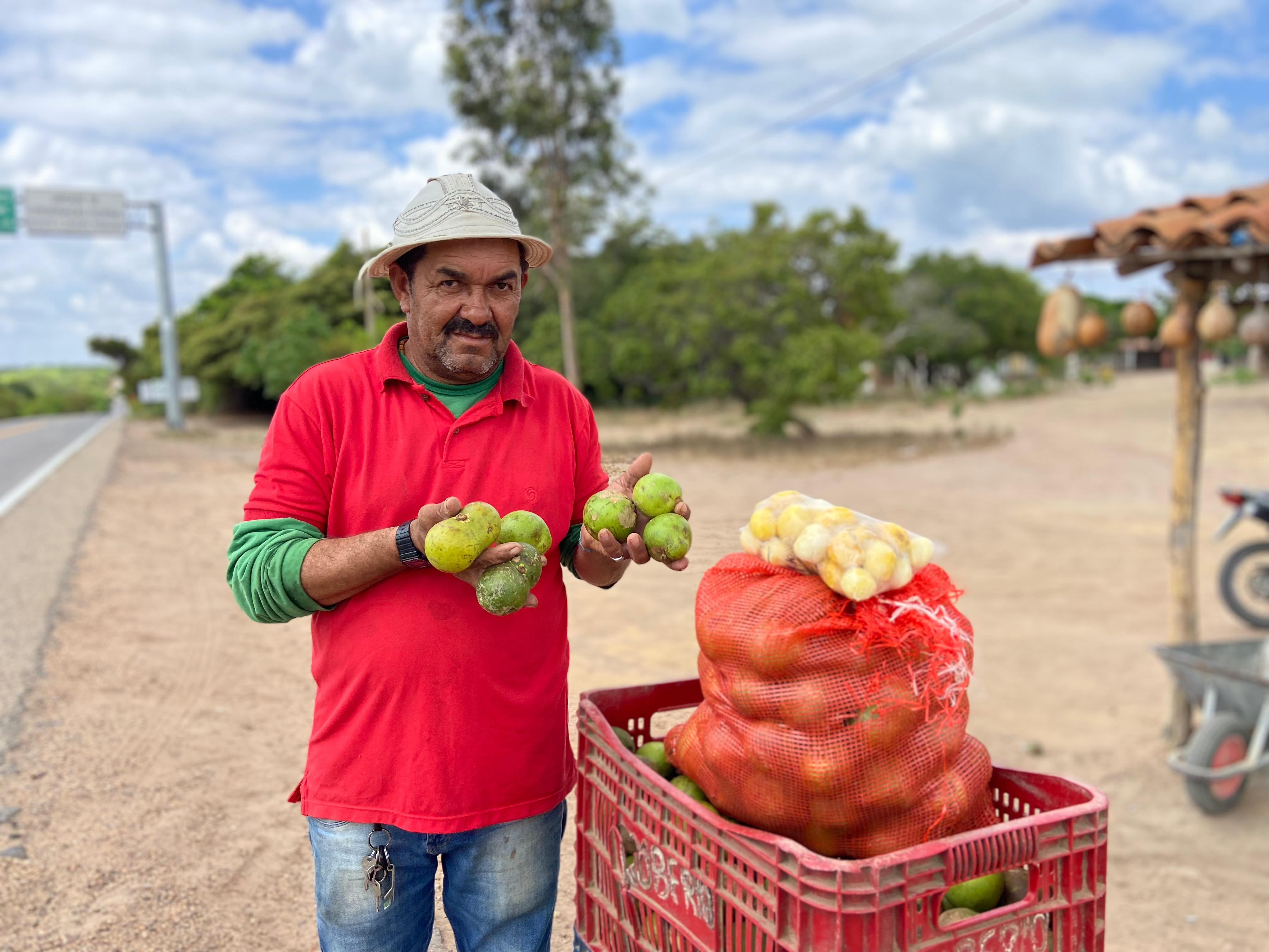 Com a chegada da safra de pequi, primeiras barracas surgem na Chapada do Araripe