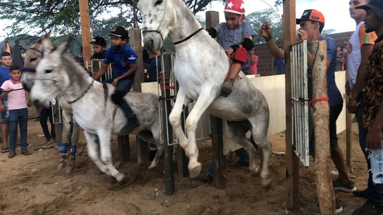 Projeto de lei quer proibir corridas de jumentos em Juazeiro do Norte