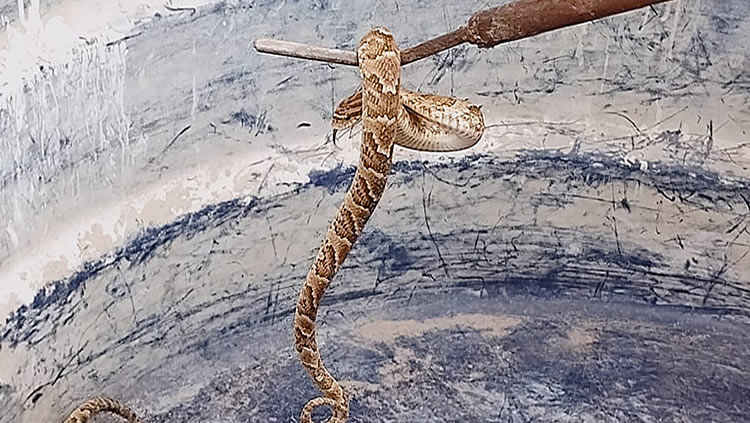 Três Jararacas capturadas no centro de Altaneira, a quarta cobra mais perigosa