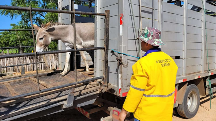 Detran recolhe mais de 1.500 animais nas rodovias estaduais