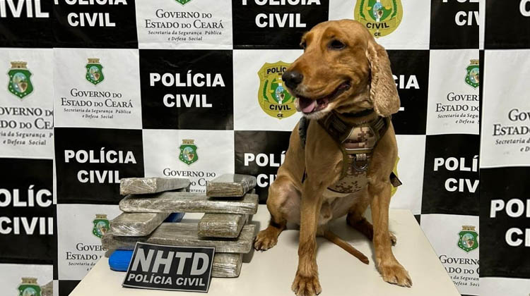 Faro do cão leva Polícia Civil no Cariri a apreender maconha que vinha de São Paulo