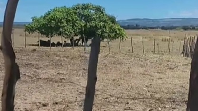 Família denuncia estupro contra adolescente de 15 anos na zona rural de Milagres