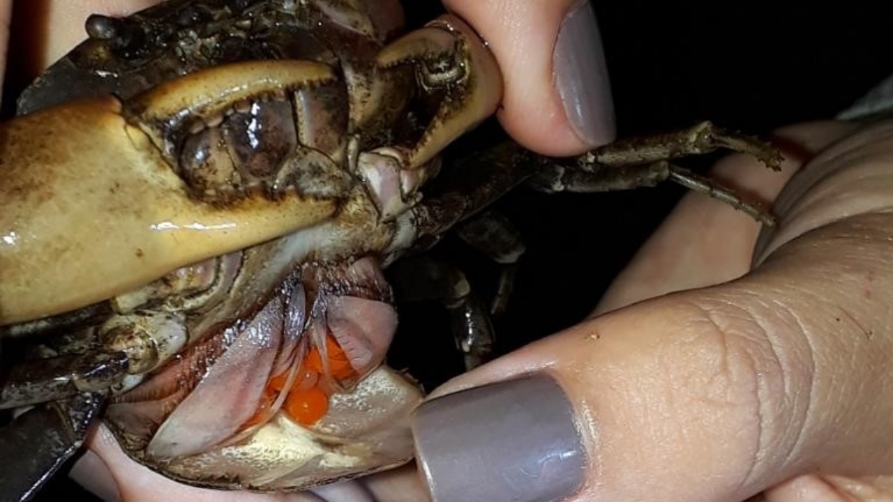 Caranguejo exclusivo da Chapada do Araripe pode estar criticamente ameaçado de extinção, alertam pesquisadores