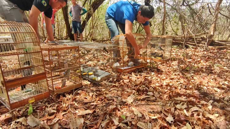 Semace devolve 41 animais silvestres à natureza