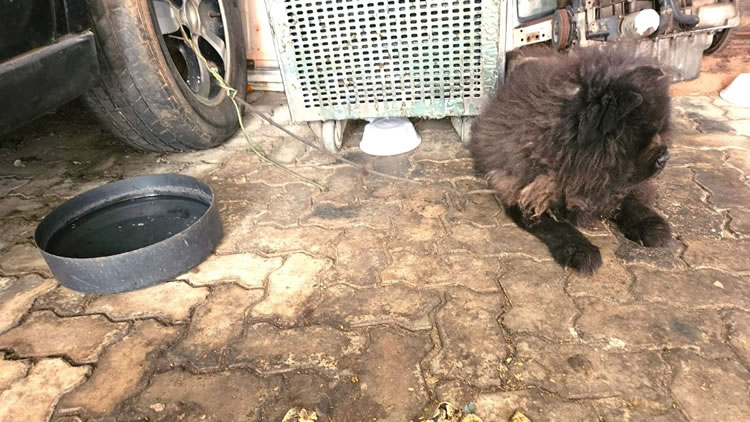 Cão cego vivia em Juazeiro amarrado ao pneu de carro sob maus tratos por sua tutora