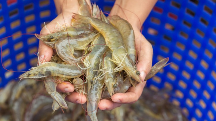 Várzea Alegre quer ser pioneiro na produção de camarão no Cariri