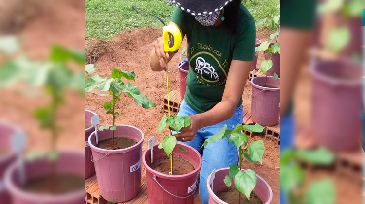 Fatec Cariri busca criar recomendação da adubação nitrogenada para o algodoeiro no Cariri