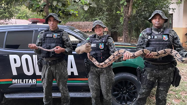 Mais uma enorme cobra capturada no Cariri, sendo agora de 2,5 metros em Crato