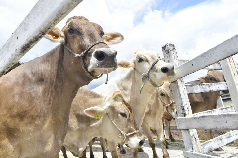 Ceará se torna livre de febre aftosa sem vacinação, diz Ministério da Agricultura e Pecuária