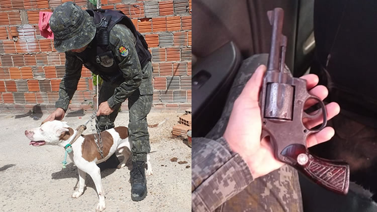 Pitbull sob maus tratos em Crato resgatado pelo BPMA que apreendeu ainda revólver