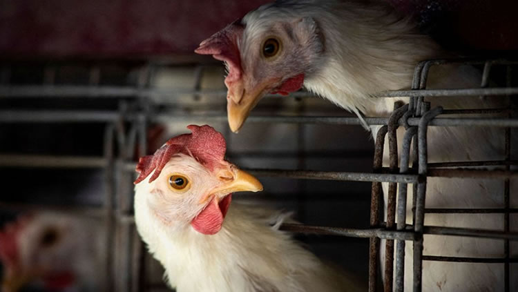 Ministério da Agricultura declara emergência após casos de gripe aviária no Brasil