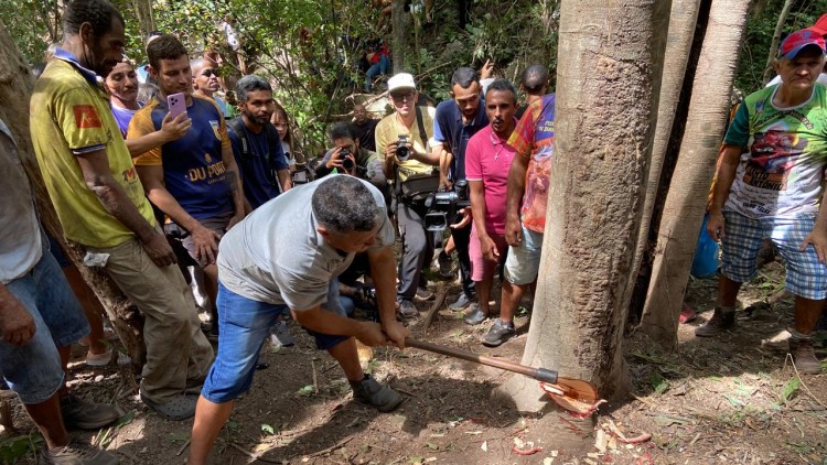 Cortado em Barbalha tronco de 23 metros que será o Pau da Bandeira