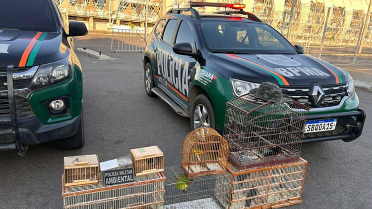 Homem preso pelo BPMA em Juazeiro e 22 aves silvestres resgatadas