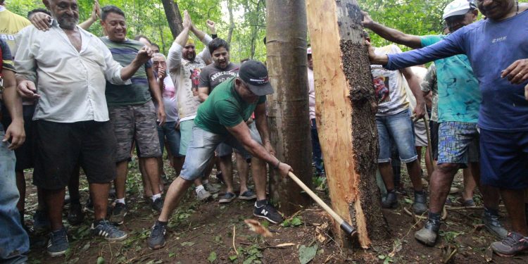 Corte do Mastro da Bandeira de Santo Antônio ocorre nesta sexta (19) em Barbalha