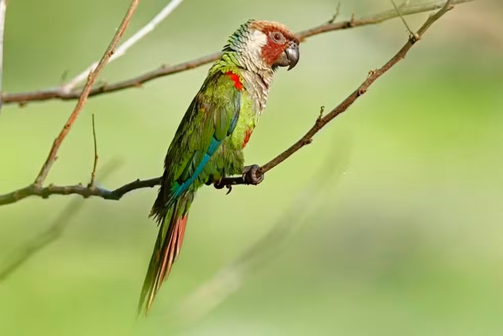 Periquito cara-suja volta a se reproduzir no Ceará após 114 anos