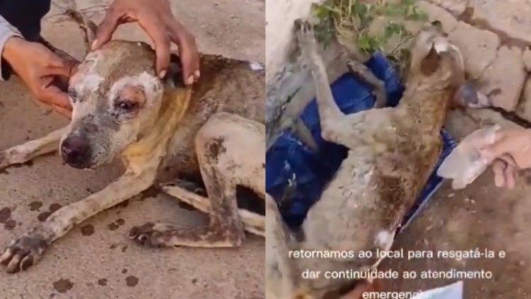 Cadela morre após ser queimada viva em fogueira durante festa junina em Caririaçu