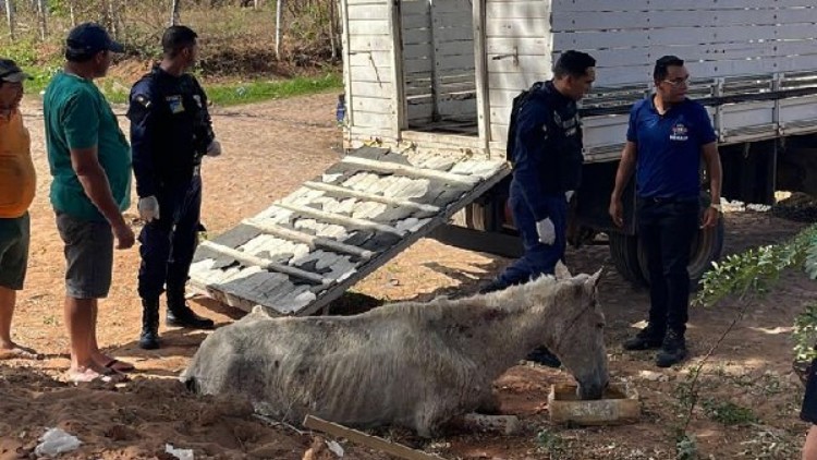 Sob sol escaldante, égua é resgatada em condições de subnutrição em Juazeiro do Norte